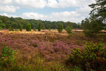 Heathland with  Common Jupiper (Juniperus communis), Dutch Dwingelderveld National Park; Drenthe, Netherlands