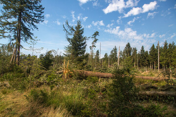 Storm damage in pine forest of Dwingelderveld National Park, drenthe Netherlands