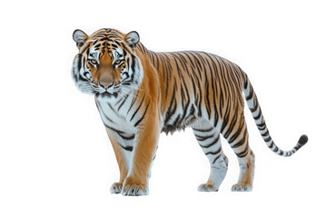 Fototapeta premium Sumatran Tiger 