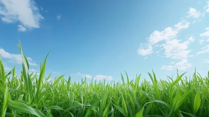 Fototapeta premium Beautiful spring or summer background with green grass and blue sky