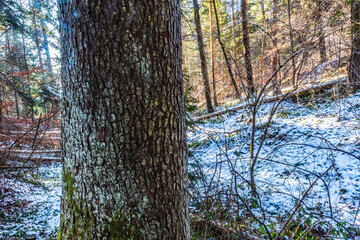 Landscapes - Forest - Europe, Romania, Suceava region 