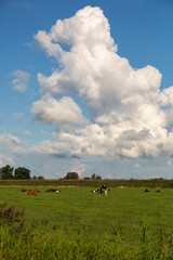 Cumulus clouds above typical open wide countryside of Dutch province Friesland