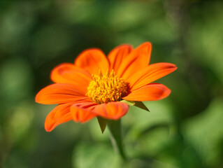Orange dahlia flowers. Pink flowers on green leaves background. Single orange dahlia. Chrysanthemum on filed. Macro floral. Macro aesthetic. Autumn garden. Single flowered dahlia. Green background.