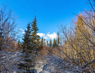 Landscapes - Forest - Europe, Romania, Suceava region 