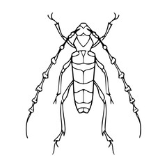 a black and white drawing of a majestic longhorn beetle, vector graphic for nature design