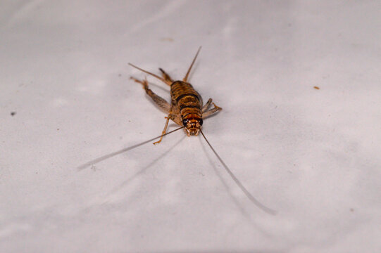 The tropical house cricket, Gryllodes sigillatus, is common in urban areas and sometimes occur indoors. It is easily reared but, unlike its temperate counterpart, it is seldom exploited for pet food.