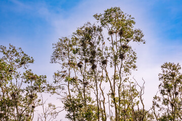 Bird sanctuary in the area of Mekong river in Vietnem. Many birds on trees