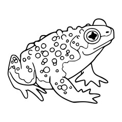 a black and white drawing of a detailed toad line art, for coloring pages