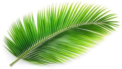 Obraz premium Green coconut palm leaves isolated on white, set 