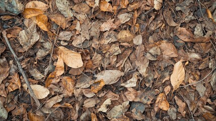 the forest floor covered with fallen leaves and twigs.