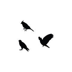 Bird silhouette