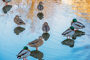 flock of wild ruffled ducks on a frozen lake on a sunny day
