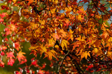 鮮やかに色づいたモミジの紅葉