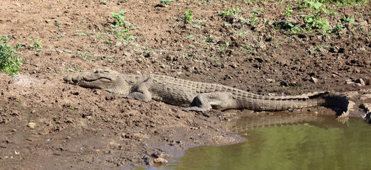 Nilkrokodil / Nile crocodile / Crocodylus niloticus