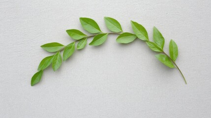 Elegant green leaf branch on minimalist light grey background