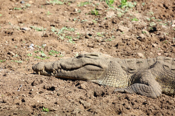 Nilkrokodil / Nile crocodile / Crocodylus niloticus