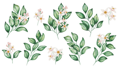 Watercolor illustrations. Floral set. Hand painted citrus fruits blooming flowers and branches with green leaves. Orange, grapefruit, tangerine. Lemon, lime, pomelo. Isolated clip art