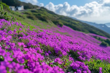 Vibrant purple flowers blanket rolling hills under a clear blue sky near a mountain range