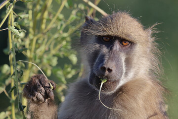 Bärenpavian / Chacma baboon / Papio ursinus