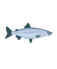 Salmon fish illustration vector in flat style stock illustration
