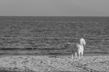Weisser Hund am Strand von Manfredonia, Italien