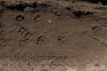 Animal tracks on a wet clay road