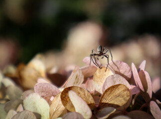 Spider sitting on hydrangea flower outdoor, close up.