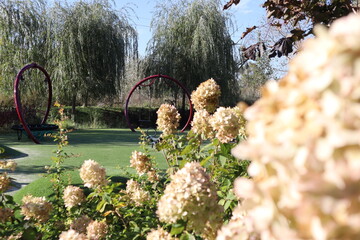 Field with playground and swings with blooming hydrangea bushes in summer.