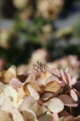 Spider sitting on hydrangea flower outdoor, close up.