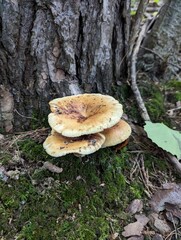 Mushrooms in the moss near the trunk of a pine tree