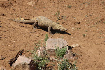 Nilkrokodil / Nile crocodile / Crocodylus niloticus