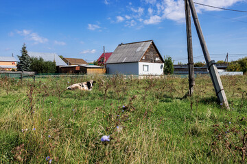 Black and white cow lies in the grass in the wasteland behind the houses. An unkempt pasture for cows. Weeds in the meadow