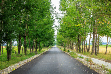 Asphalt road leading through a lush green forest