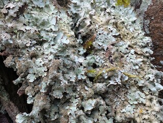 A Shield Lichen (Parmelia) in the British Countryside
