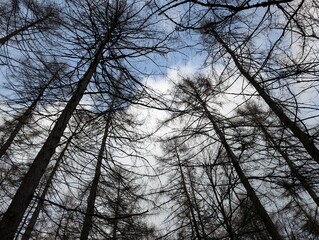 Canopy in a conifer plantation