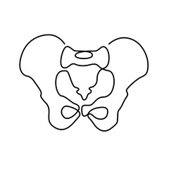 line art pelvis bone