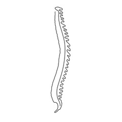 one line spine