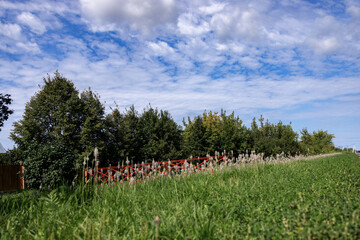 Fototapeta premium Green field outside the village on a summer day