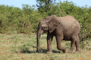 Fototapeta premium Afrikanischer Elefant / African elephant / Loxodonta africana