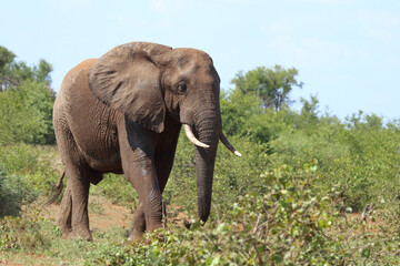 Obraz premium Afrikanischer Elefant / African elephant / Loxodonta africana