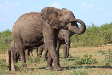 Afrikanischer Elefant / African elephant / Loxodonta africana