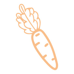 Fresh carrot. Hand drawn doodle. Ripe vegetable. Organic food. Farm grown. Summer vitamins. Carotene. Vector line art illustration.