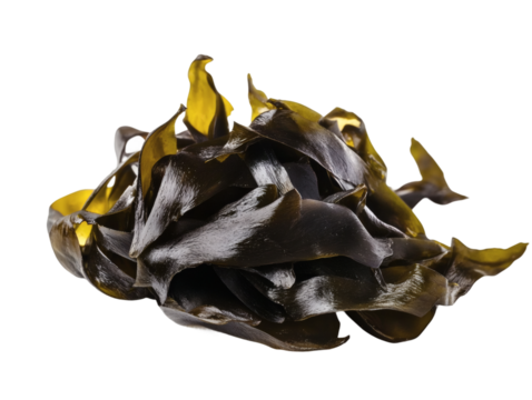Dark green kelp isolated on transparent background 
