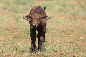 Kaffernbüffel / African buffalo / Syncerus caffer.