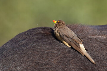Gelbschnabel-Madenhacker / Yellow-billed oxpecker / Buphagus africanus