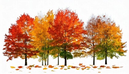 autumn tree on a white