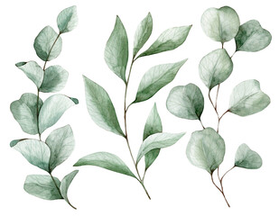 Watercolor illustration set eucalyptus leaves branches. Isolated on transparent background. Hand drawn clipart. Perfect for card, postcard, tags, invitation, printing, wrapping. © Karina Martirosova