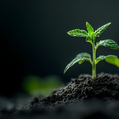 A sprout that grows out of the earth