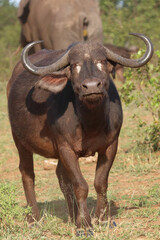 Kaffernbüffel / African buffalo / Syncerus caffer