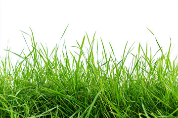 Fototapeta premium Perfect green Grass, Isolated. Generative AI